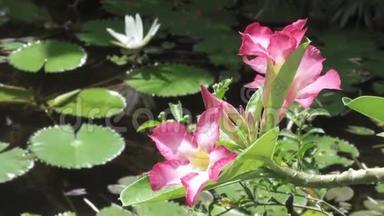 红花对白莲花的衬托在水库中显露出来